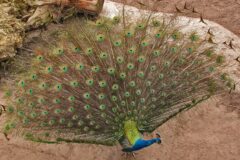 03-12 - Pfau im Basler Zoo 